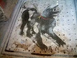 Cave canem mosaics ('Beware of the dog') were a popular motif for the thresholds of Roman villas