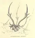 Axis deer, trophy antlers
