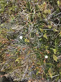 Photo showing the high floristic diversity of alpine microshrubbery. Mt Field National Park