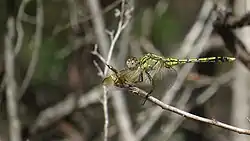Young male before his tail turns blue