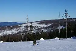 View looking southeast at the bark-beetle damaged woodland