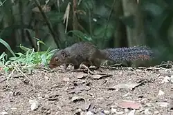 Brown squirrel