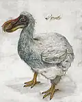 Painting of a grey dodo, captioned with the word "Dronte"