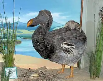 Dodo on display at the museum