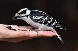 Female downy woodpecker (Dryobates pubescens) feeding on sunflower seeds.