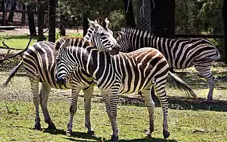 Plains zebras