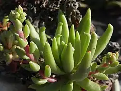 Cultivated plant with nascent inflorescences.