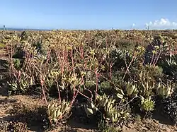 A field of Dudleya ingens in habitat