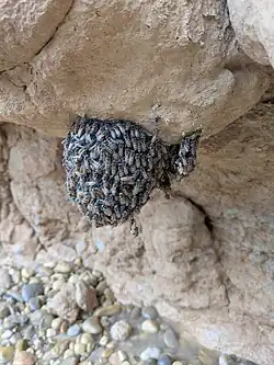 Dwarf Honey Bee Hive, Behbahan