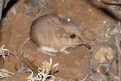 Brown elephant shrew