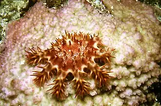 Young coral-feeding juvenile