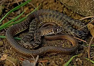 A juvenile eastern coachwhip (M. f. flagellum), Jefferson County, Missouri