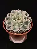 Echeveria 'Compton Carousel'