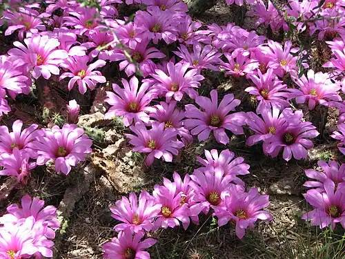 Plants growing in Weslaco, Texas