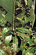 Mines and larvae on Quercus ilex