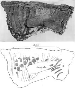 Photograph and interpretive drawing of the thorax region of the mummy