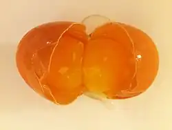 Double-yolk egg - opened