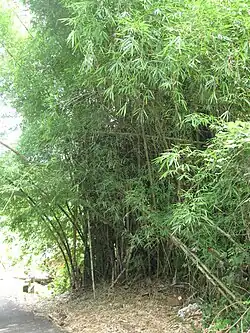 Bamboo in Sector Santo Domingo