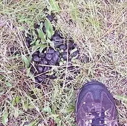 Photograph of a number of elk pellets