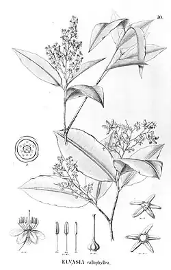 Illustration of Elvasia calophyllea