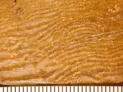 Eozoön canadense from the Precambrian of Canada, a metamorphic rock made of interlayered calcite and serpentine. A well-known pseudofossil (Adelman, 2007). Scale in mm.