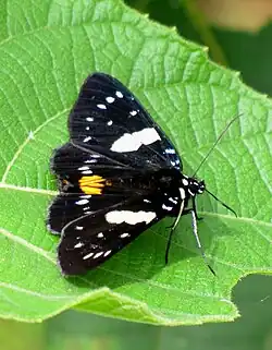 Upperside