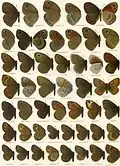 Another Macrolepidoptera of the World plate, showing larger species.