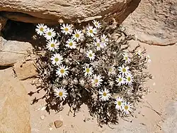 Maguire daisy (Erigeron maguirei)