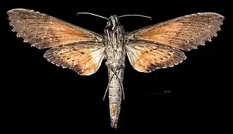 Erinnyis crameri ♀ △