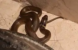 Picture of Erythrolamprus semiaureus