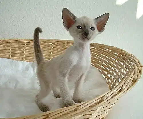 Blue point Siamese kitten