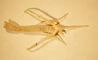 The hyoid bone of a gecko with attached tracheal rings