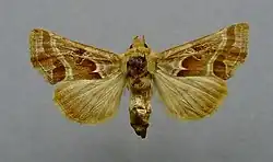 Euchalcia siderifera