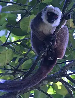 Brown and white lemur
