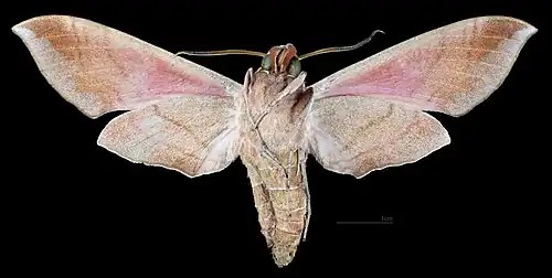 Eumorpha achemon ♂ △