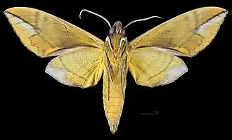 Eumorpha phorbas ♂ △