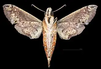 Eupanacra mydon male ventral