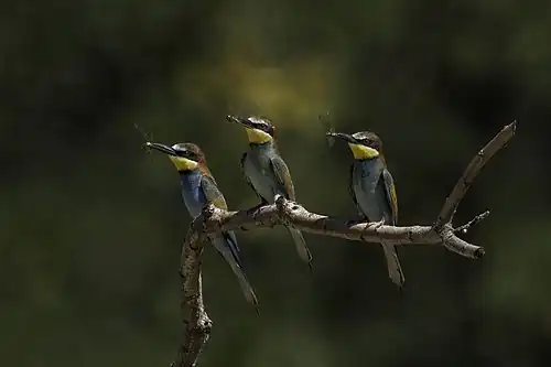 Each with a dragonfly