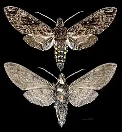 Euryglottis albostigmata