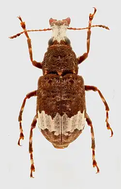 Eurymycter tricarinatus