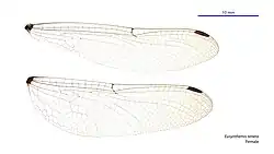 Female wings