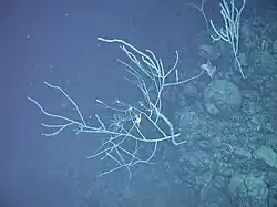 Animals around Brimstone Pit