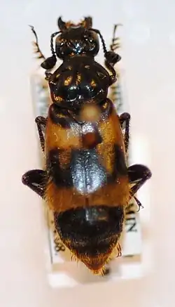 Species specimen