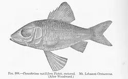 Ctenothrissa vexillifer, restored