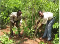 Step 3. Select the best five or so stems and cull unwanted ones. This way, when you want wood you can cut the stem(s) that are needed and leave the rest to continue growing. These remaining stems will increase in size and value each year, and will continue to protect the environment and provide other useful materials and services such as fodder, humus, habitat for useful pest predators and protection from the wind and sun. Each time one stem is harvested, a younger stem is selected to replace it.