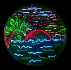 Beach scene with live bacteria in a Petri dish expressing different fluorescent proteins. Microbial art by Nathan Shaner, 2006