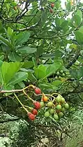 Ripe and unripe fruits