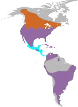 Widespread in North, Central and South America