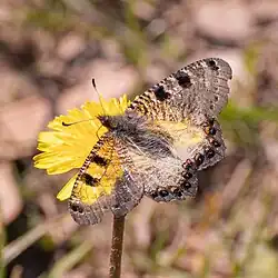 Showing transparent wings
