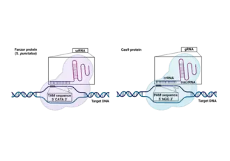 As shown in the schematic, Cas9 DNA cleavage is instructed by the gRNA and the PAM sequence "NGG"[7] on the target DNA, where N can be any of the four DNA components (A, G, C or T). Similarly, Fanzor DNA cleavage is instructed by the ωRNA and the TAM sequence "CATA" on the target DNA1. Not an accurate representation of size and structure of the RNAs and proteins. (created using Biorender)